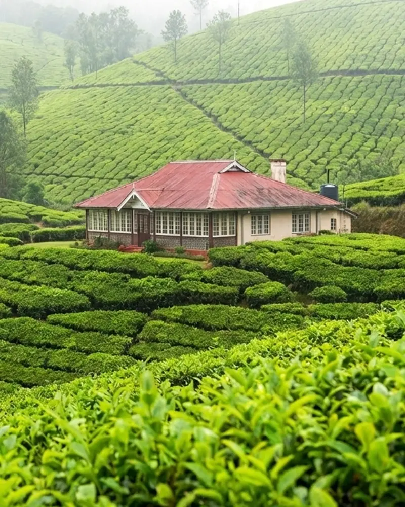 Nuwara Eliya