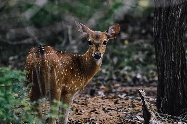 Wild Sri Lanka