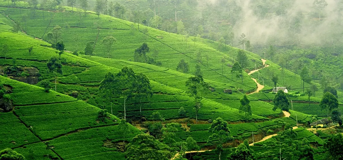 Essential Sri Lanka