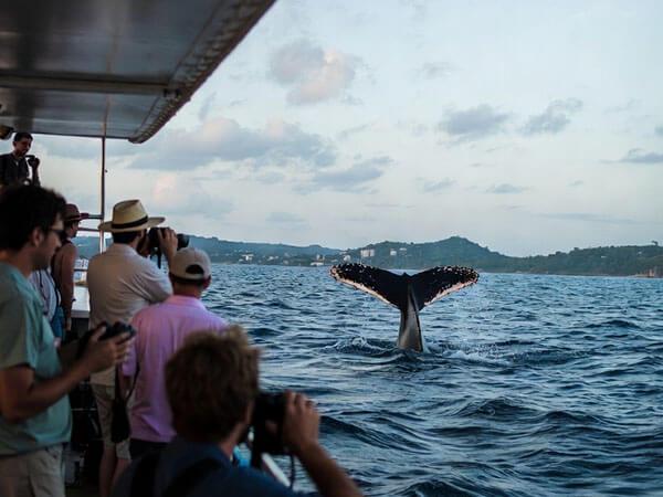 Whale watching