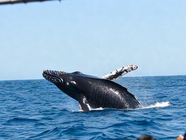 Whale watching