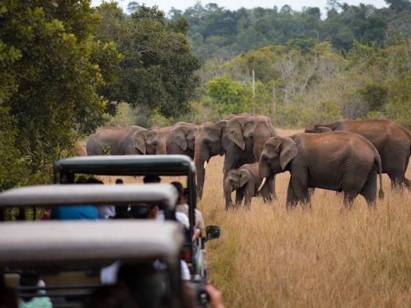 Wild life safaris